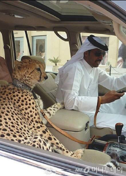 애완동물로 어떤가요?.JPG4