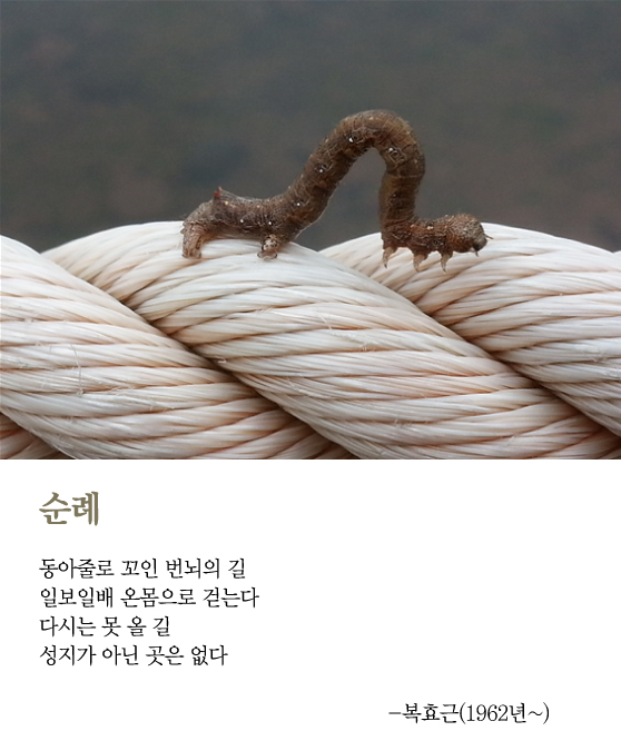 [최광임 시인이 읽어주는 디카시]-질서정연하고 견고한 것