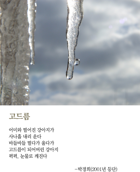 [최광임 시인이 읽어주는 디카시]-퍽퍽, 눈물로 깨진다