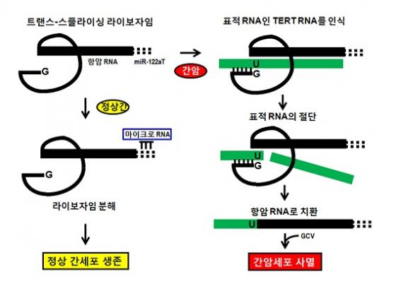 정상 간(왼쪽)에서는 TERT RNA가 발현돼도 마이크로 RNA 조절에 의해 ‘트렌스-스플라이싱 라이보자임’ 발현이 억제돼 정상 간세포가 생존한다. 반면, 간암 세포(오른쪽)에서는 라이보자임에 의해 표적 RNA인 ‘TERT RNA’가 절단 되고 항암 RNA로 바꿔 간암 세포가 사멸된다.