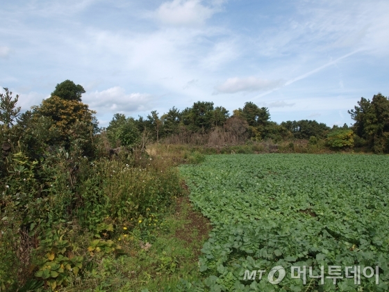 제주 제2공항에 '울고 웃는' 주민들…땅주인은 일본인?