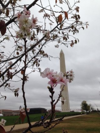 13일(한국시간) 1889년 이후 126년 만에 가장 따뜻한 12월 날씨를 기록한 미국 수도 워싱턴 D.C.에선 통상 4월이나 돼야 개화하는 벚꽃이 벌써부터 피기 시작한 모습이다./ 사진=워싱턴포스트