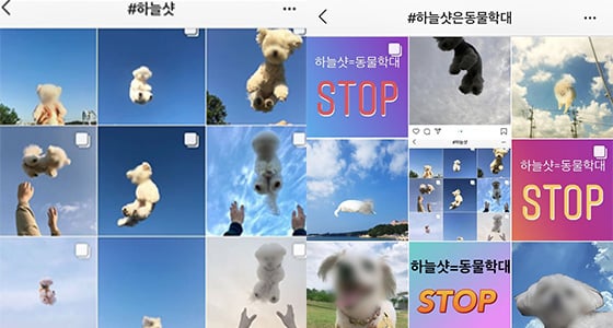 인스타그램 해시태그 '하늘샷'과 '하늘샷은동물학대' 해시태그 검색 화면.