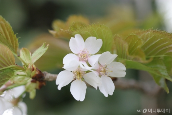 독도에서 자라는 섬벚나무. 학명은 '프루너스 다케시멘시스 나카이(Prunus takesimensis Nakai)', 영명은 '다케시마 플라워링 체리(Takeshima flowering cherry)'다. 모두 '다케시마'라는 표현이 들어있다. /사진=국립생물자원관