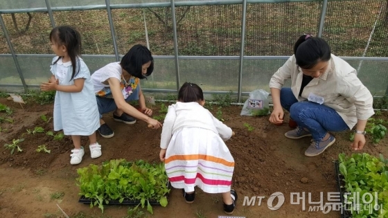 지난 5~7월 세종에서 진행된 부모와 자녀가 함께하는 '가족농장 치유농업 프로그램'에서 참가자들이 텃밭 작업을 하고 있다./사진=국립원예특작과학원