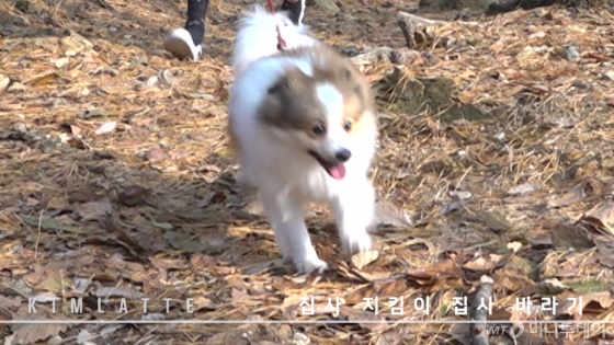 화면에서 느껴지는 개흥분.