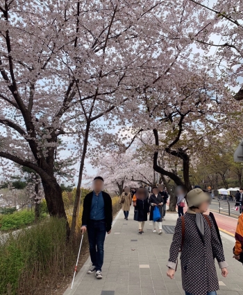 홀로 벚꽃을 보러 가기 전, 아내와 함께 여의도 윤중로 벚꽃축제를 찾았다. 미리 연습을 하고, 사전에 동선을 파악하기 위해서였다. 아내가 옆에 있음에도 발걸음을 떼기 어려웠다./사진=벚꽃보다 아름다운 남형도 기자 아내