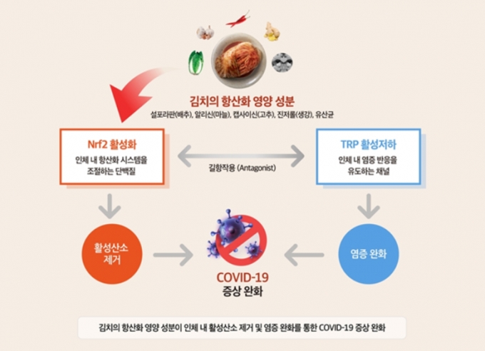 김치에 포함된 항산화 영양 성분이 인체 내 활성산소 제거 및 염증 완화를 통해 코로나19 증상을 완화한다는 연구결과가 발표됐다. /사진=세계김치연구소