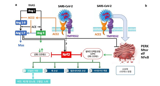 인체 내 항산화 시스템 Nrf2 개요. /자료=세계김치연구소 