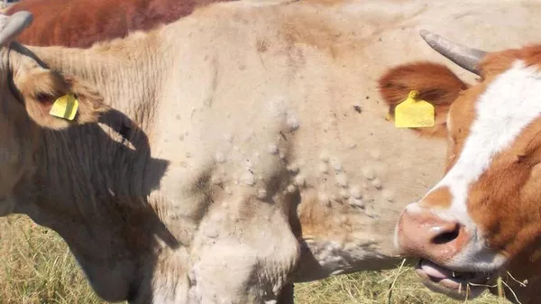 럼피스킨병에 걸린 소의 피부(Skin)에 원인 불명의 혹(Lumpy)이 생긴 모습. / 사진제공=유럽식품안전청(EFSA)