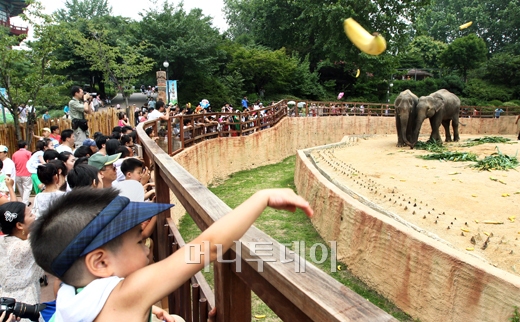 [사진]'캄보디아 코끼리야! 바나나 먹으렴'