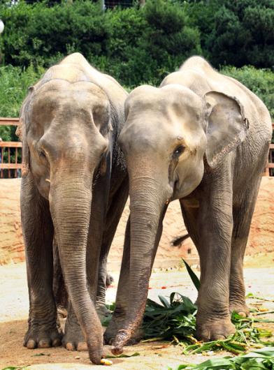 [사진]사이좋은 캄보디아 코끼리 한쌍