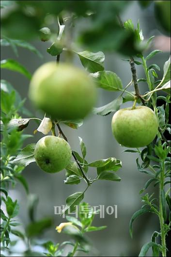 [사진]소낙비 속에서 자라고 있는 사과
