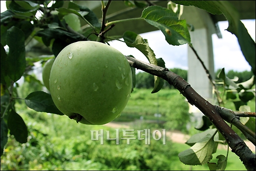 [사진]벌써 입추, '사과가 열렸어요'