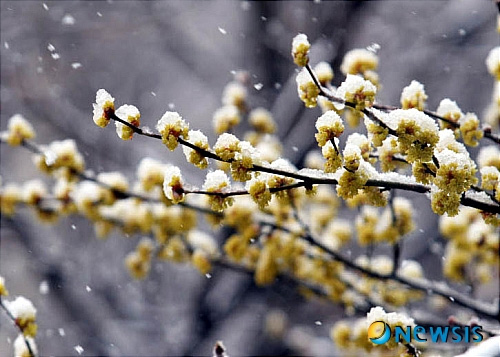 [사진]춘사월 눈과 꽃
