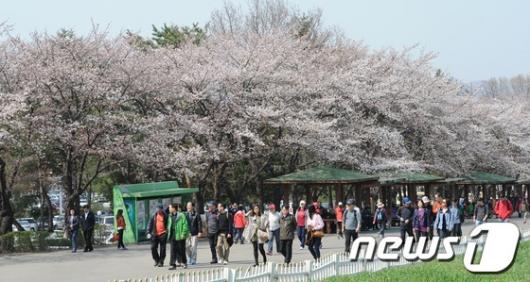 [사진]만개한 벚꽃 즐기는 상춘객들