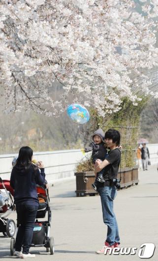 [사진]벚꽃 나들이 나온 가족들
