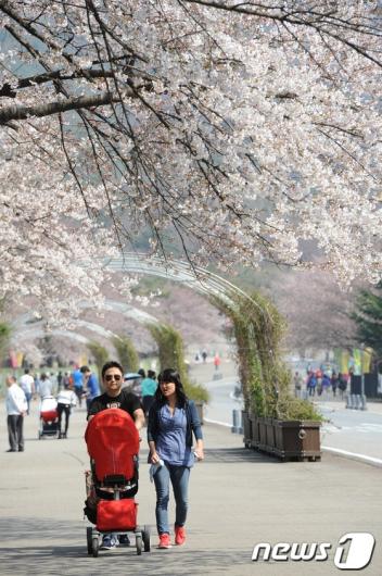 [사진]활짝 핀 벚꽃길 가족 나들이