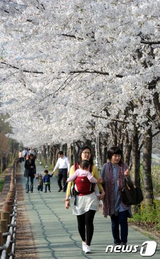 [사진]벚꽃길 걷는 시민들