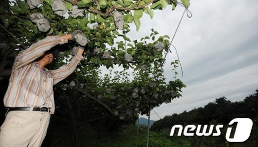 [사진]태풍 '카눈' 북상...긴장하는 농부