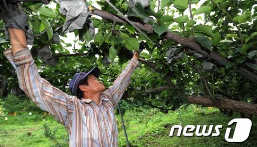 [사진]태풍에 대비하는 농부