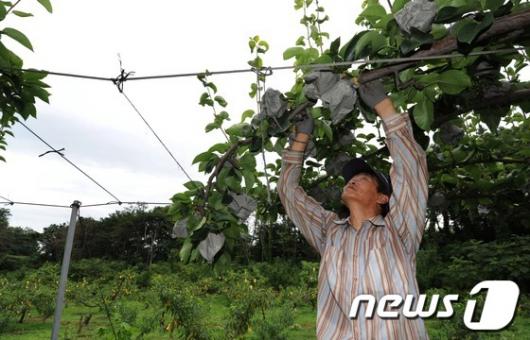 [사진]태풍 '카눈' 북상, 과수 농가 초비상