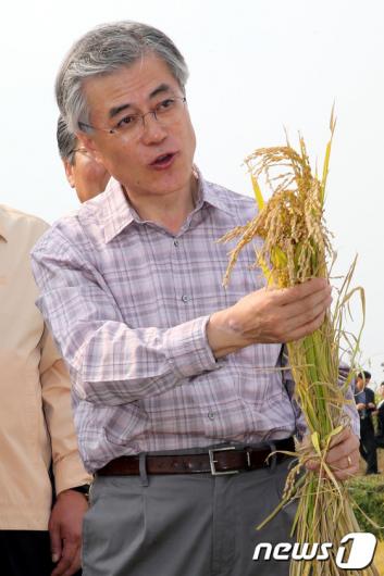 [사진]문재인, 쌀 유기농 재배단지 방문