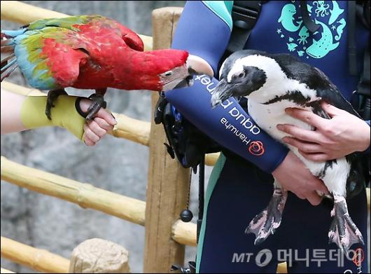 [사진]앵무새와 펭귄의 만남
