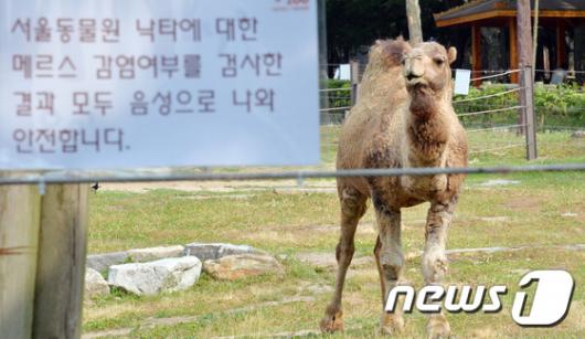 [사진]서울 동물원 낙타, 건강 이상무