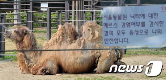 [사진]서울 동물원 낙타 '건강합니다.'