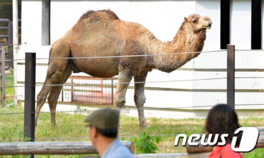 [사진]다시 돌아온 서울대공원 낙타