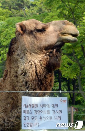 [사진]서울대공원 낙타 음성 판정