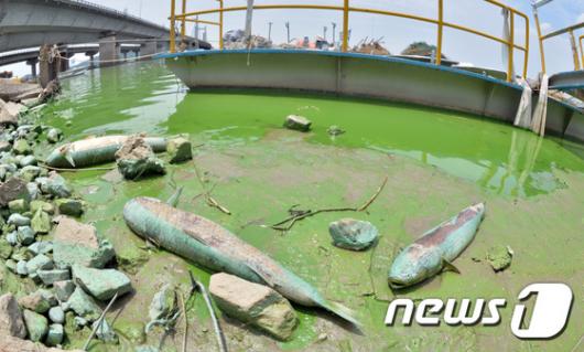 [사진]녹조로 물든 한강 하류 행주나루터