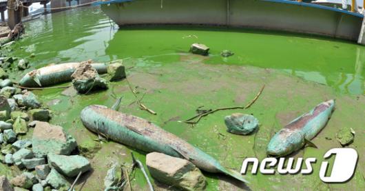 [사진]한강하류, 녹조의 침범