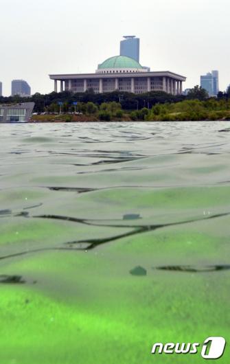 [사진]녹조 물결 일렁이는 국회앞 한강