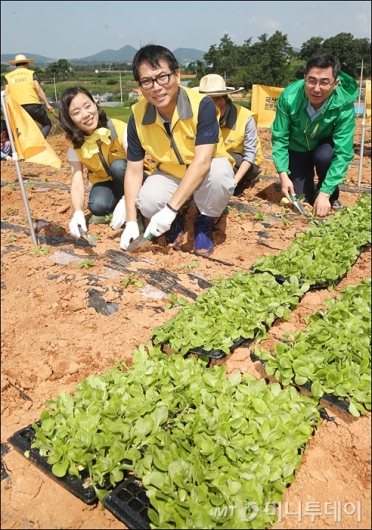 [사진]토종 배추 모종 심는 이마트 임직원들