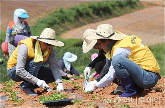 [사진]토종 배추 모종 심는 이마트 직원들