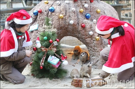 [사진]성탄 선물 받은 미어캣들
