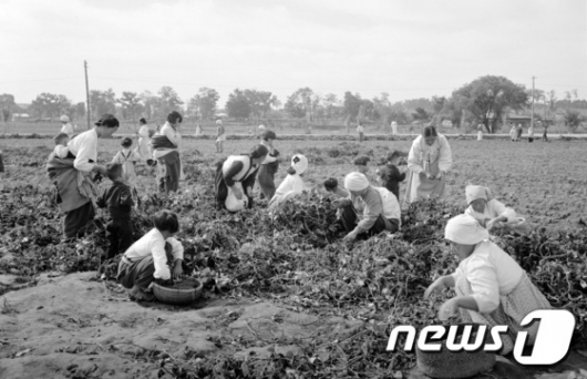 [사진]1950년대 농촌의 고구마 수확 모습