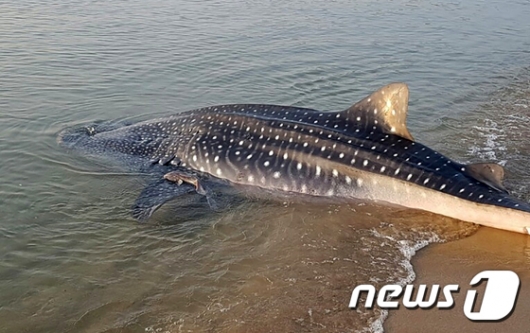 [사진]해수욕장에 밀려온 고래상어... 길이만 3m20cm