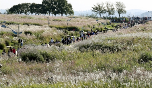 [사진]'억새밭 찾은 시민들'