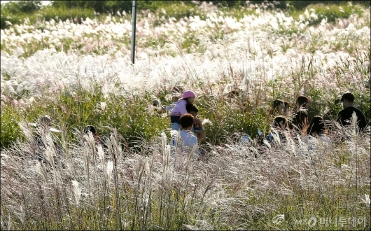 [사진]'반짝이는 억새밭에서 행복한 시간'