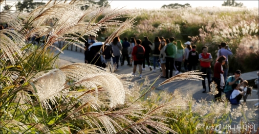 [사진]'하늘공원 억새밭 찾은 시민들'