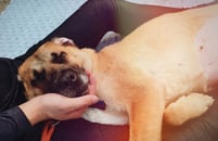 도살될 뻔한 개들이, '낮잠'을 편히 잡니다