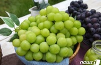 샤인머스캣 마저 고개 숙인 '포도 끝판왕'