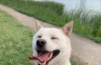 산책시키다 가족됐어요