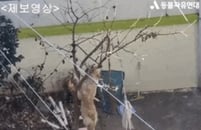 [������] ������ ���� �ι߷� �� �� ��Ʈ����������Ʈ '���ֺ� ��ô'