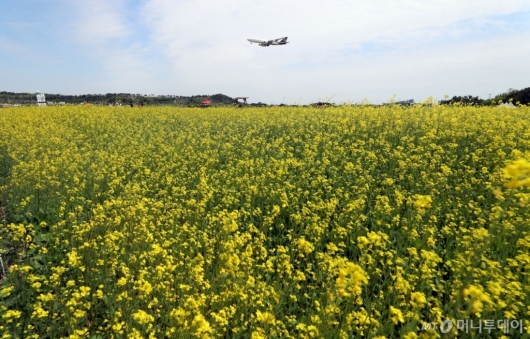 [사진]인천공항 하늘정원 유채꽃밭 무료 개방