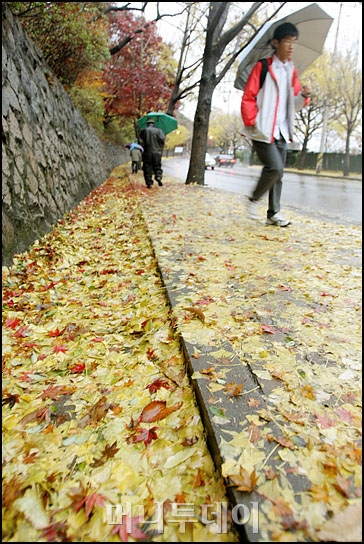 사진]남산엔 낙엽이 꽃처럼 내린다 - 머니투데이