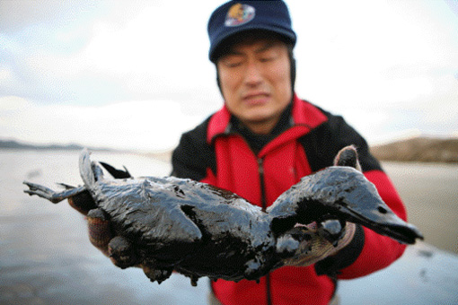↑ 8일 충남 태안 해안에서 죽은 채로 발견된 청둥오리 ⓒ환경운동연합